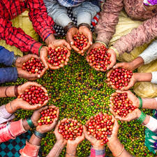 Introduction to the Coffee World